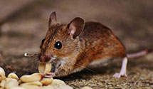 24 Hour & Emergency Exterminators in Bloomfield, MT
